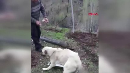 Diyarbakır 170 Kilometre Gidip, Yavru Köpekler ile Annesini Kurtardılar