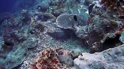 Deep Sea View - Scott DeFoe