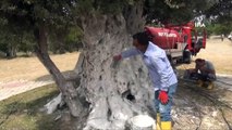 1300 yıllık anıt zeytin ağacı Erdoğan'ı bekliyor