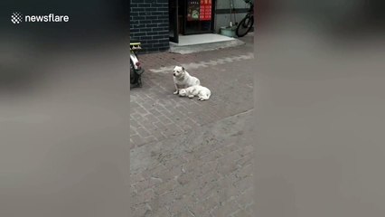 Copycat! Friendly feline mimics dog companion's movements