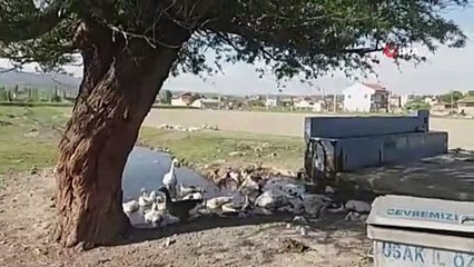 Bu köy geçimini kazlardan sağlıyor