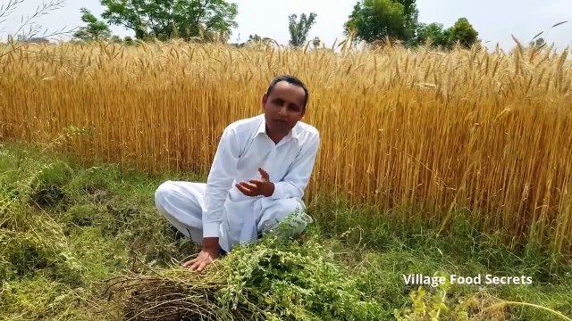 Roasted Green Chickpeas - Bhunay Hauay Hare Chane by Mubashir Saddique - Village Food Secrets