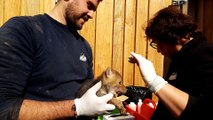 Les premiers coyotes nés en France au Parc animalier de Sainte-Croix, à Rhodes (Moselle)