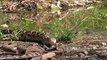 Một con rắn đuôi chuông thản nhiên bơi vào trong lãnh địa của những sát thủ đầm lầy và ăn thịt cá sấu con.