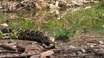 Một con rắn đuôi chuông thản nhiên bơi vào trong lãnh địa của những sát thủ đầm lầy và ăn thịt cá sấu con.