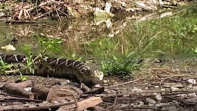 Một con rắn đuôi chuông thản nhiên bơi vào trong lãnh địa của những sát thủ đầm lầy và ăn thịt cá sấu con.