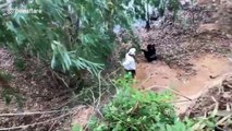 Terrified calf rescued after falling into pond while fleeing noise of chainsaw