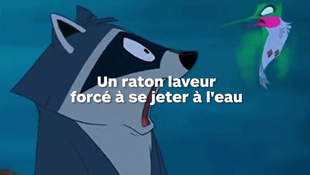 Un avocat américain force un raton laveur à sauter par-dessus bord de son bateau, à 32 km du rivage !