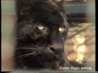 1990. Africki leopard - crni panter