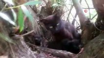 Yavru kediler söğüt ağacında mahsur kaldı