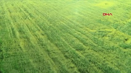 Samsun Kanola Tarlasına Selfie Akını