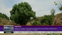 Exportaciones de aguacate mexicano aumentan en Canadá y China