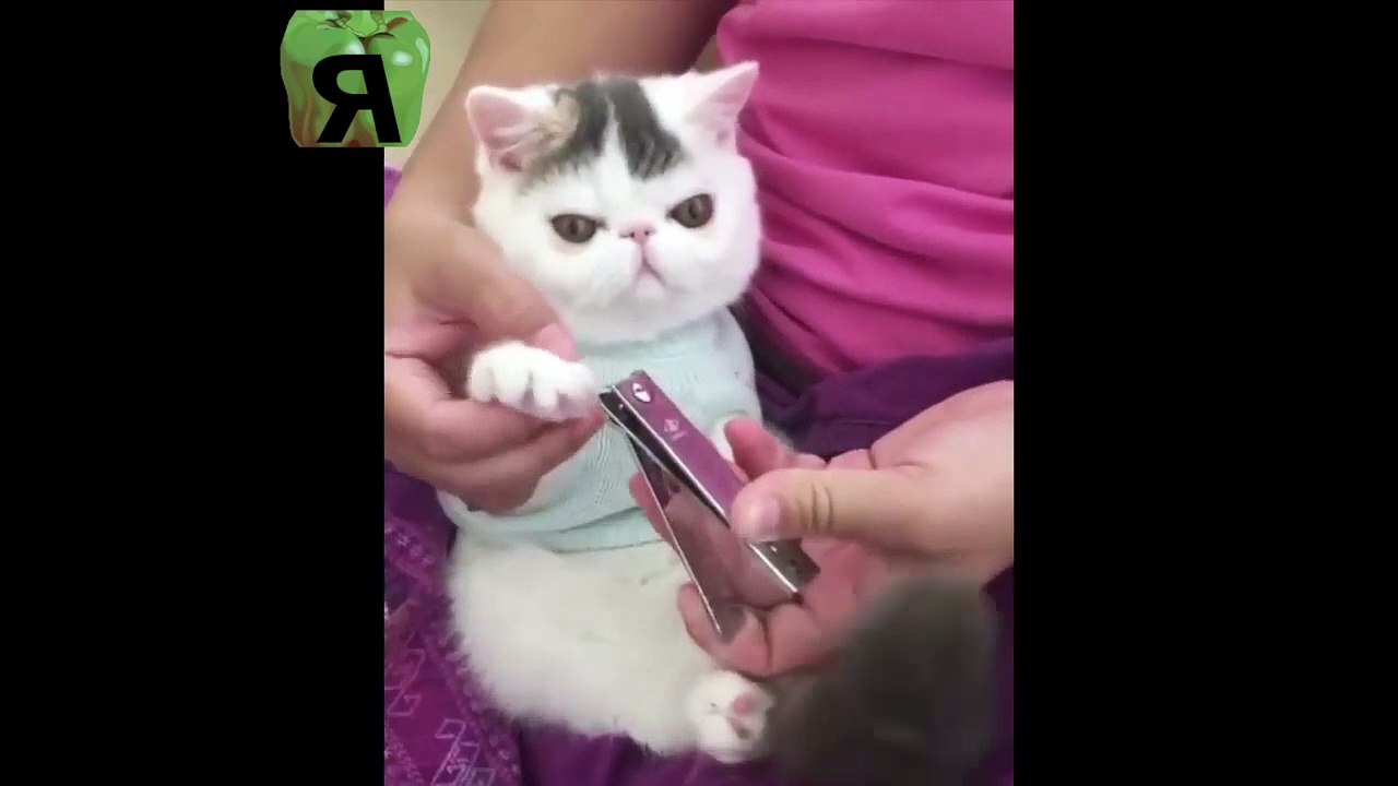 The most fun and viral animal videos!  Compilation volumen 2 - August 2019