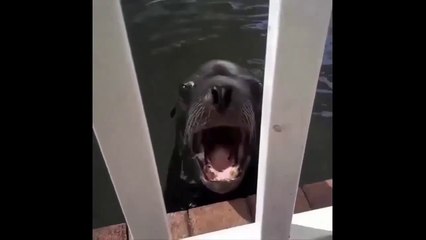 The most fun and viral animal videos!  Compilation volumen 5 - August 2019