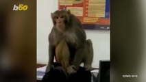 Monkey Walks Into a Bank and Takes an Employee Hostage in the Most Hilarious Way