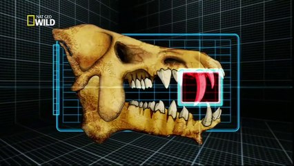 4 - NAT GEO WILD - PREDADORES PRÉ-HISTÓRICOS - ENTELODONTE