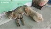 Nursing cat adopts orphaned puppy in India