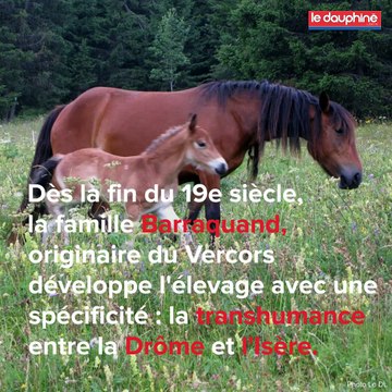 Le cheval du Vercors de Barraquand est en pleine renaissance