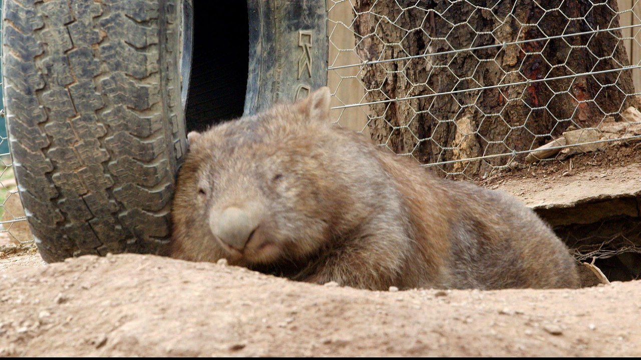 Australia's wombats dying out