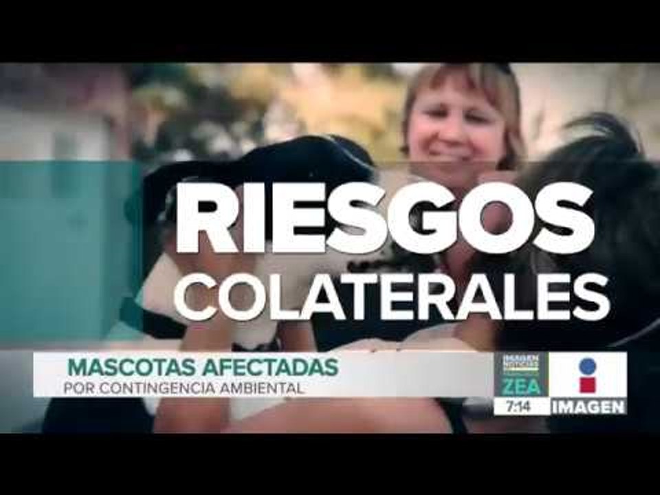 Así puedes proteger a tu mascota por la contingencia ambiental | Noticias con Francisco Zea