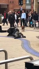 Un chien s'incruste dans un combat entre 2 hommes ivres ! Tellement drôle