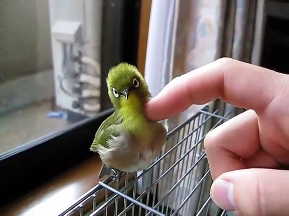 Ce petit oiseau adore les câlins. Il est aux anges