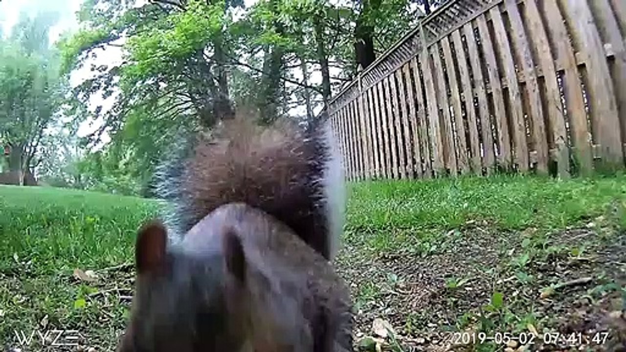 Écureuil vs Renard