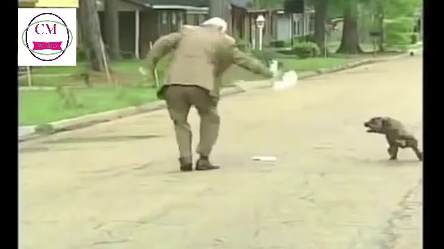 Funny animal bloopers ▶️ Best news bloopers ▶️ animal news bloopers fails 2019