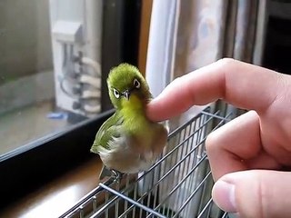 Ce petit oiseau adore qu'on lui fasse des câlins