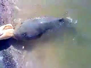 Une grosse carpe affamée vient manger du pain dans la main d'une touriste