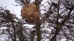 Détruire un nid de frelons asiatiques à plus de 10m dans un arbre... Efficace