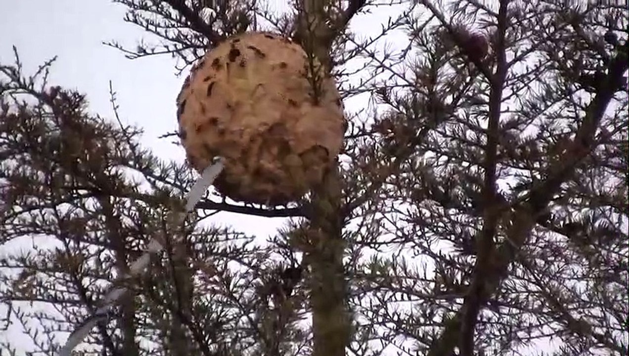 Détruire un nid de frelons asiatiques à plus de 10m dans un arbre... Efficace