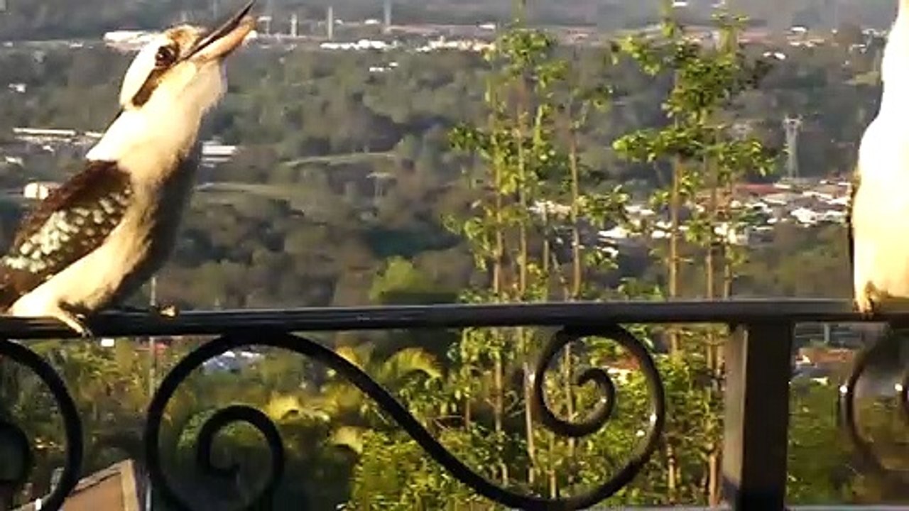 2 oiseaux ont décidé de réveiller tout le quartier : Kookaburras très bruyants