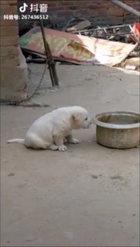 Ce chiot entend un coq chanter et l'imite
