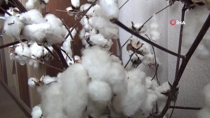 Pamuk Üreticisi Dertli