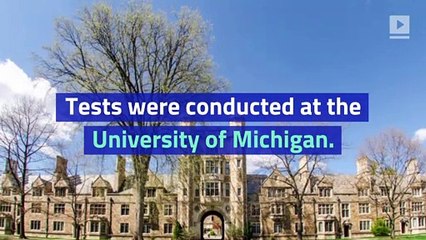 New Research Says Wasps Can Use Deduction and Logic