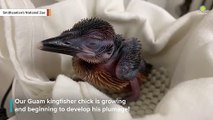 Watch Adorable Way Zoo Feeds Guam Kingfisher Chick