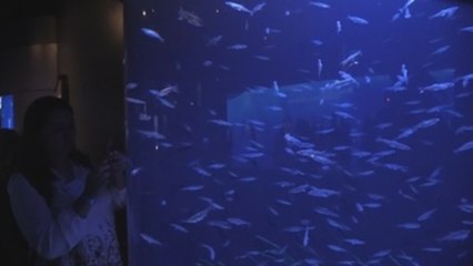 Acuario del Pacífico en California expande su lucha contra cambio climático