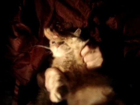 CHAT QUI DANSE DU RAP