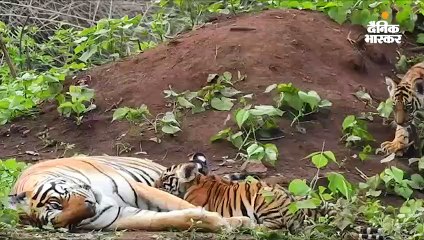 बाघिन ने दिया तीन शावकों को जन्म