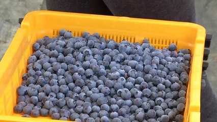 '블루베리', 농가소득 효자 노릇 '톡톡' / YTN