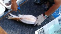 Cutting a live cuttlefish in 2-3 mins.  Really kind of amazing!!!