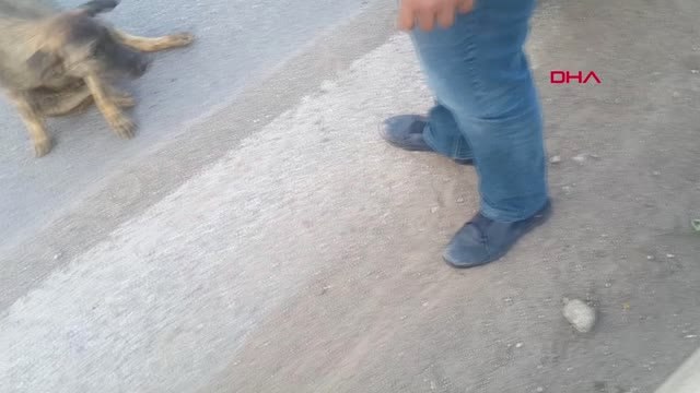 Adıyaman Kahta'da Otomobilin Çarptığı Köpek Yaralandı