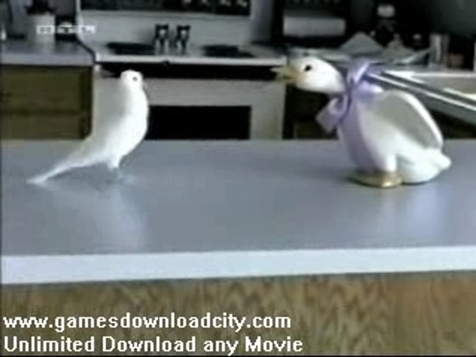 Home Video Crazy Animals