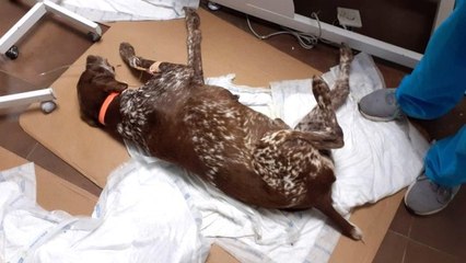 İstanbul'da Salyangoz Zehri Döküldü 1 Köpek öldü 2 Köpek Yaralı