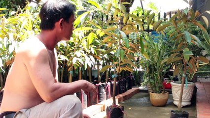 KHU CHUYÊN CANH SẦU RIÊNG ĐẠ HOAI LÂM ĐỒNG- 2019