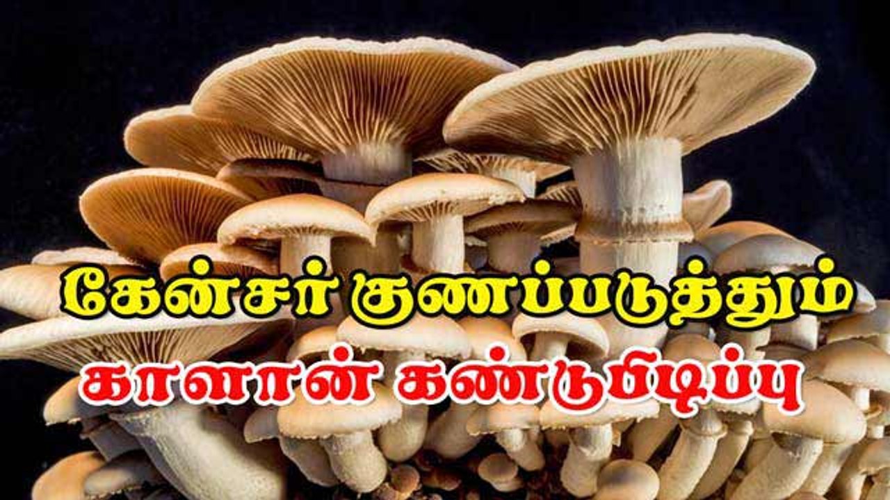 கேன்சர் குணப்படுத்தும்  காளான் கண்டுபிடிப்பு