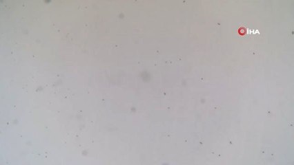 Mahalleyi Sinek Bastı