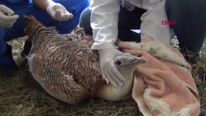 Afyonkarahisar Elektrik Akımına Kapılan 'Toy' Kuşu Tedaviye Alındı