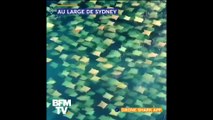 Un drone filme un incroyable banc de raies nager ensemble au large de l’Australie